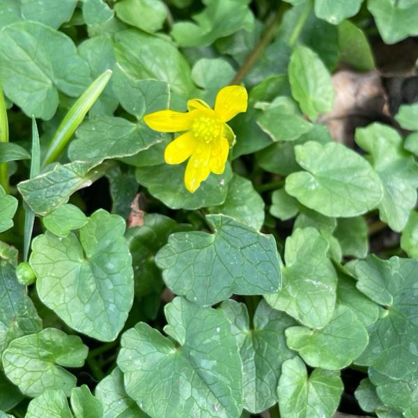<h3>Ficaria verna / Lesser celandine / Gewoon speenkruid</h3>